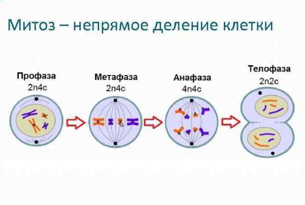 Схема процесса деления клетки