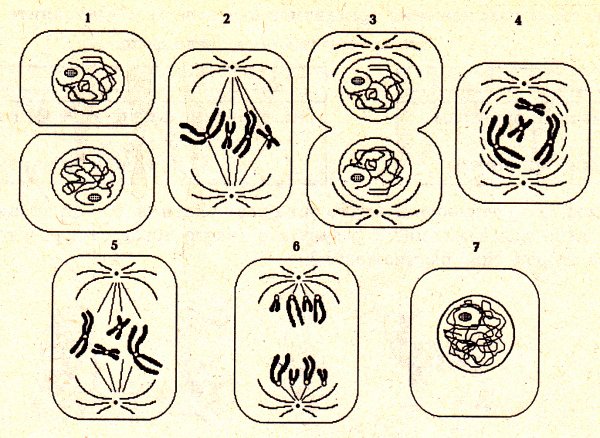 Фазы деления клетки митоз рисунок