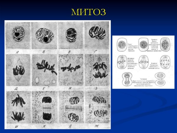 Митоз фазы митоза
