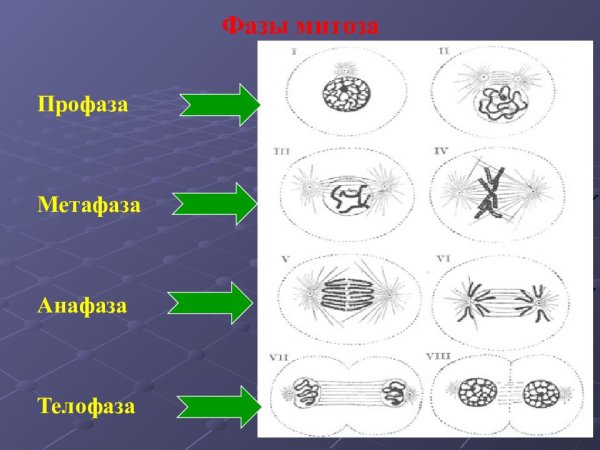 Фаза деления клетки метафаза
