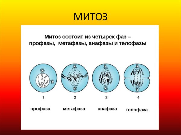Фазы деления клетки митоз рисунок