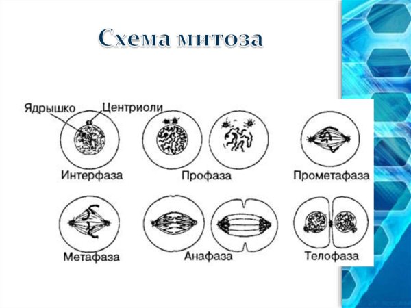 Фазы митоза схема