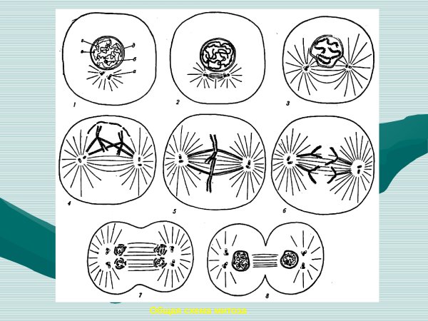 Митоз схема