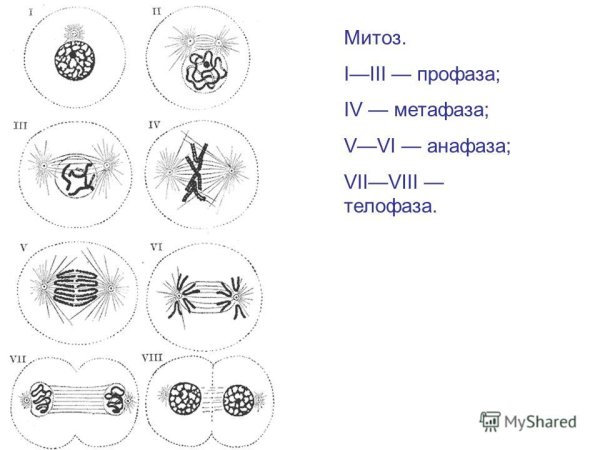 Метафаза и телофаза митоза