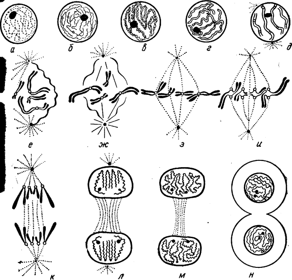 Фазы митоза схема