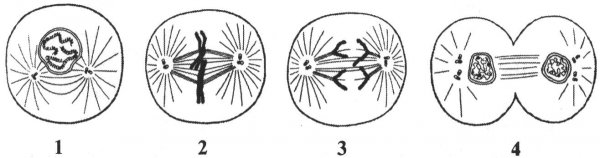 Метафаза и телофаза митоза
