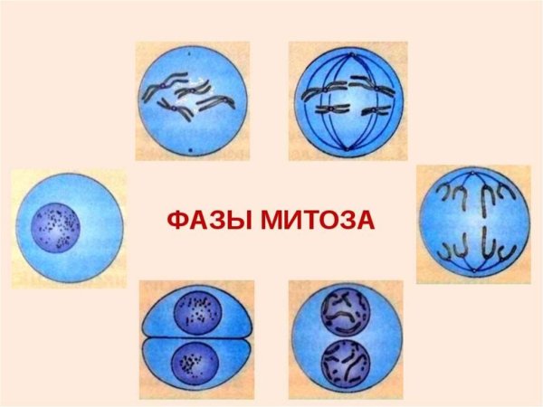 Фазы деления клетки митоз рисунок