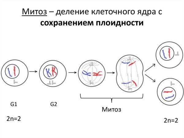 Стадии деления клетки митоз