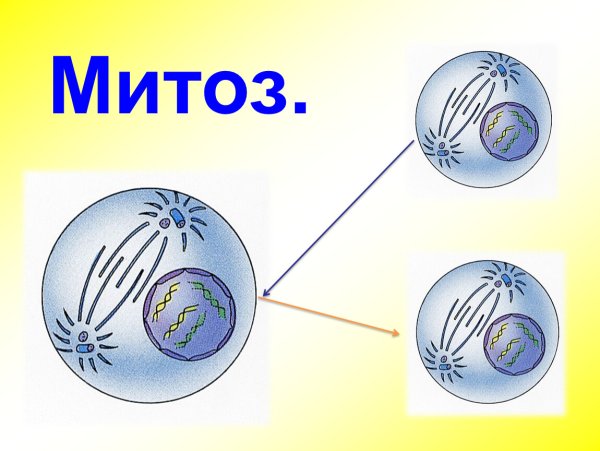 Модель митоза