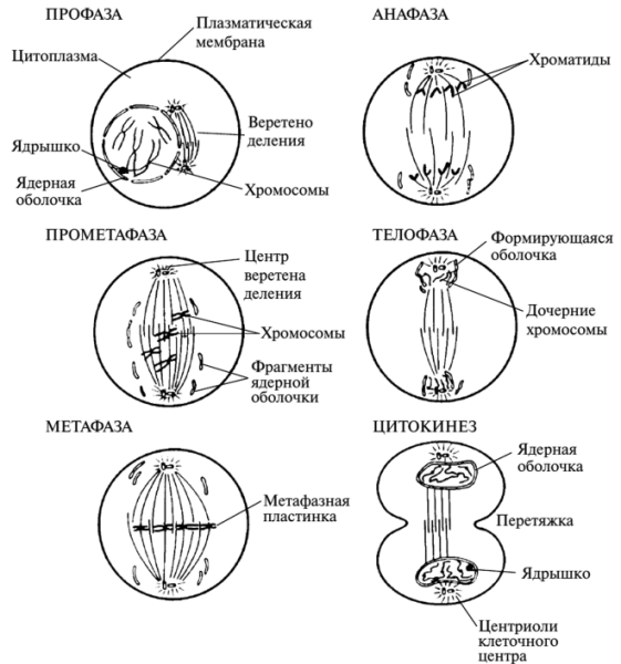 Фазы метафаза анафаза