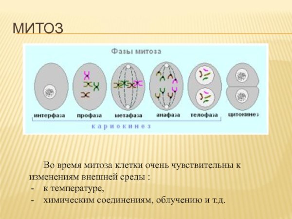 Митоз 5 класс биология