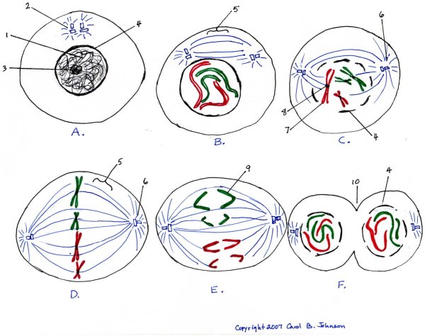 Схема митоза и мейоза