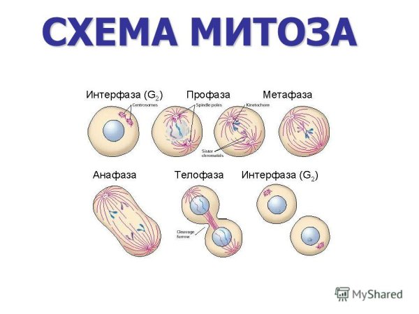 Деление клетки митоз схема