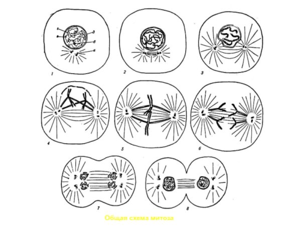 Деление клетки митоз схема деления