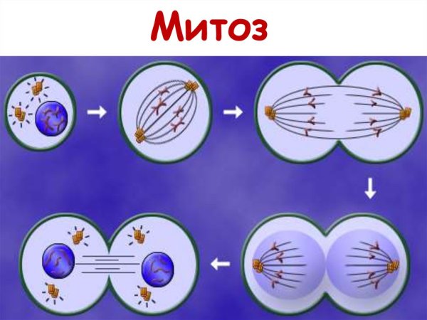 Флеминг митоз