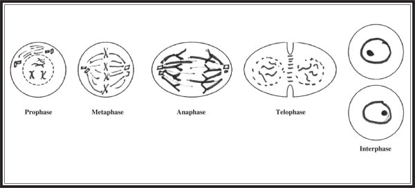 Фазы деления клетки митоз рисунок