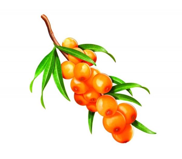 Веточка облепихи