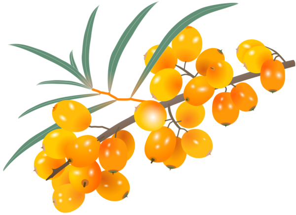 Веточка облепихи