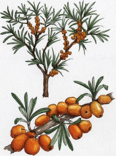 Облепиха куст