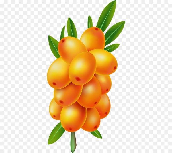 Облепиха вектор