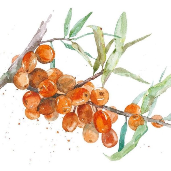 Облепиха крушиновидная Фармакогнозия