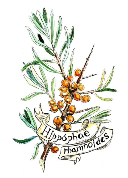 Ветка облепихи