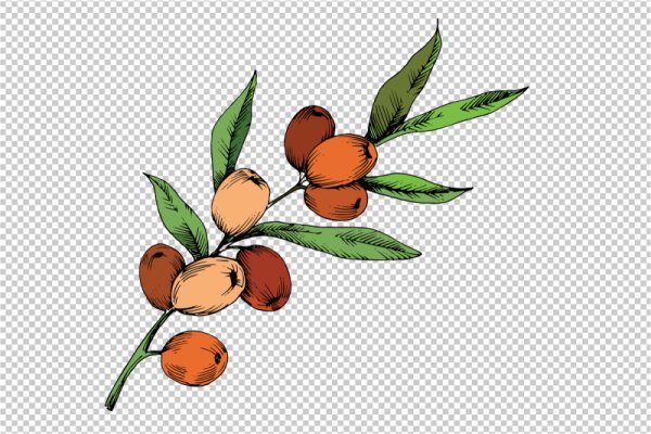 Ветка облепихи вектор