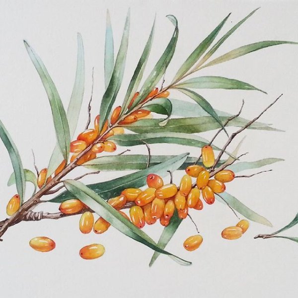 Веточка облепихи