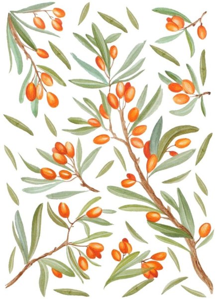 Облепиха паттерн