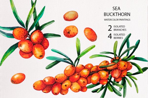 Ветка облепихи вектор