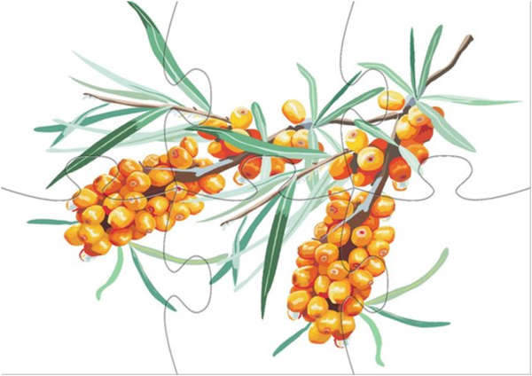 Картины с облепихой