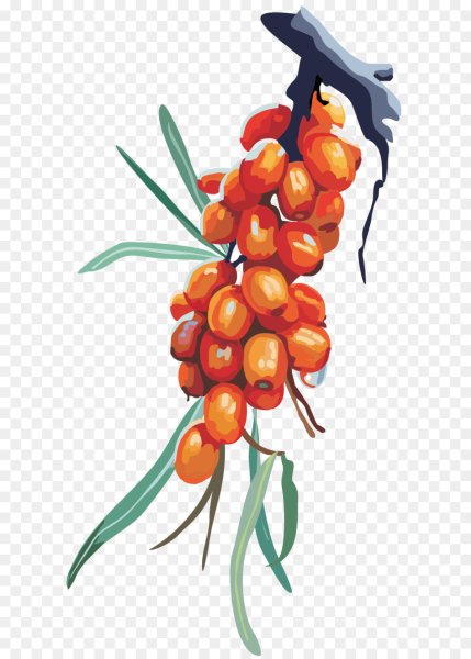 Облепиха вектор