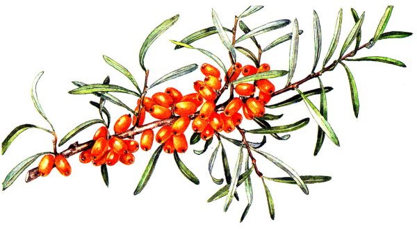 Облепиха ягоды ветка