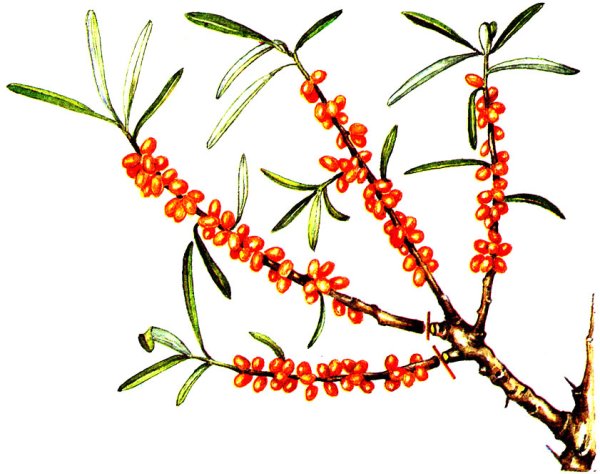Облепиха Ботаническая иллюстрация