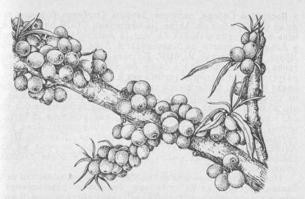 Облепиха крушиновидная Ботанический рисунок