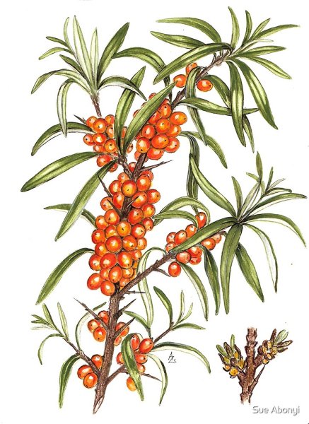 Облепиха крушиновидная гербарий