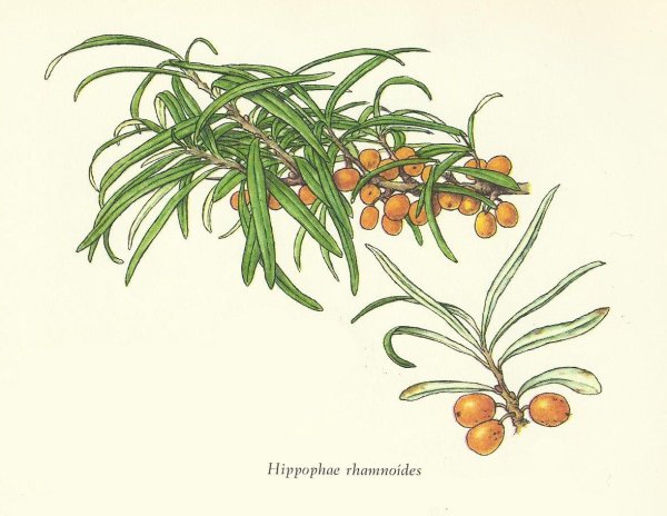 Облепиха крушиновидная Ботаническая