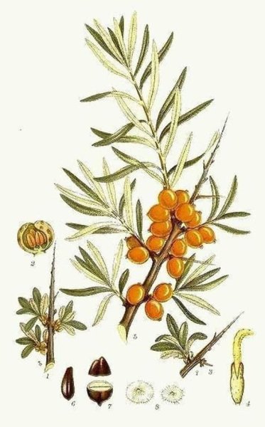 Облепиха крушиновидная Фармакогнозия