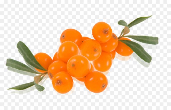 Sea Buckthorn Fruit