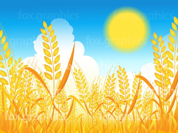 Ребенок в поле пшеницы