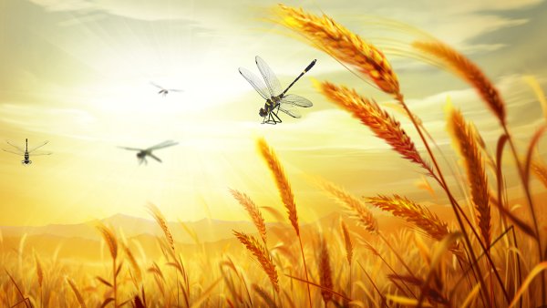 Рамка колосья