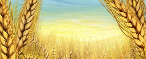 Картина колосья