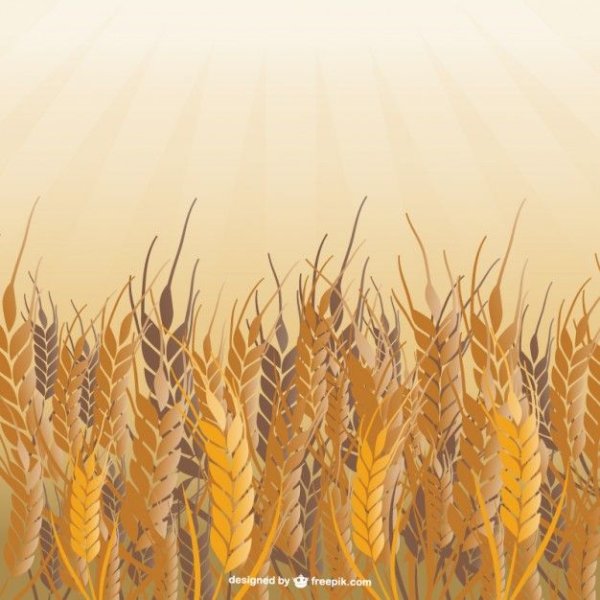 Рисование пшеничное поле