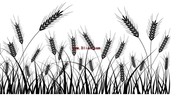 Колосок черно белый