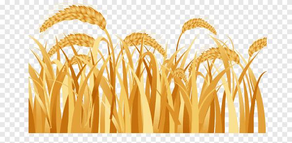 Поле пшеницы вектор