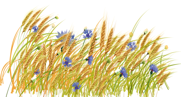 Колосья на прозрачном фоне