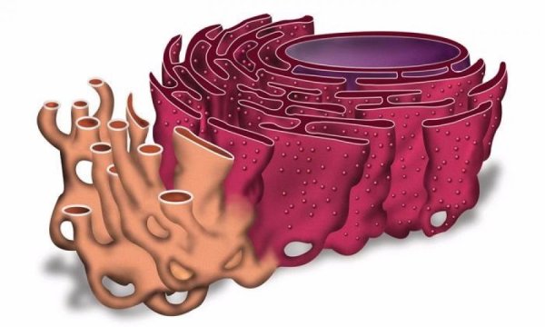 Эндоплазматическая сеть (ЭПС)