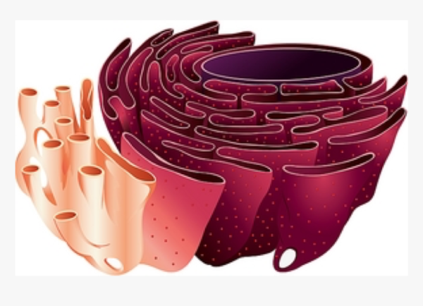 Эндоплазматическая сеть