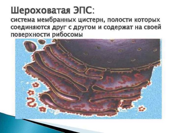 Эндоплазматическая сеть рибосомы комплекс Гольджи
