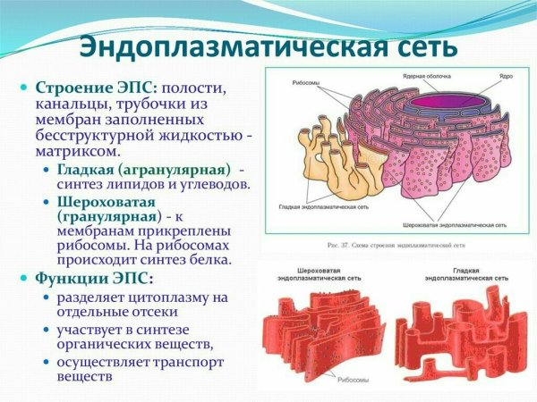 Агранулярная эндоплазматическая сеть функции